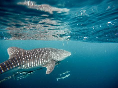 Swimming With Whale Sharks Sea Lions In La Paz Bcs Mexico An