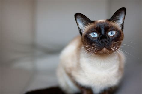 5 Siamese Cat Health Issues [Symptoms, Causes, Treatment & Prevention]