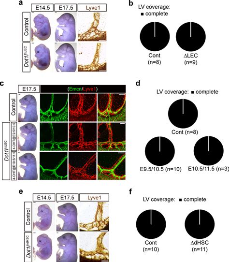 Dot1l Loss In Lyve1 Prox1 Or Vav1 Cells Does Not Cause Lec