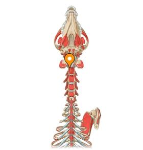 Sternothyroid muscle - Origin - vet-Anatomy - IMAIOS