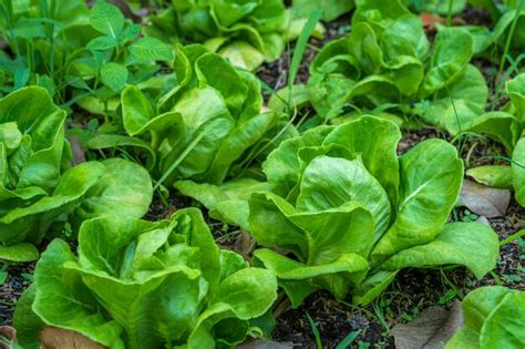 Premium Photo Beautiful Organic Green Butterhead Lettuce Or Salad