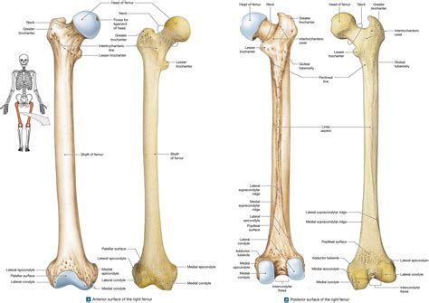 Right Femur Anterior And Posterior View