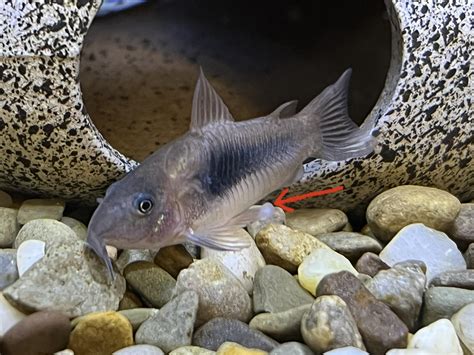 White spots on Cory Catfish fins : r/freshwateraquarium