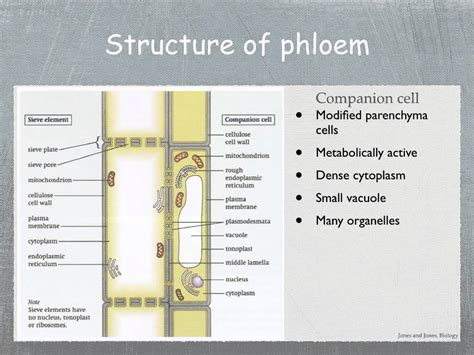 Describe the structure of phloem - Biology - Anatomy of Flowering Plants - 10742191 ...