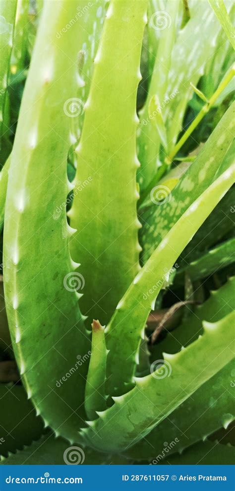 Lidah Buaya Or Aloe Vera Stock Image Image Of Agave 287611057