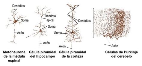 Clasificación de las neuronas según estructura y función