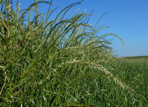 Annual Ryegrass Facts And Health Benefits