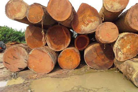 Offer West Africa Hardwood Tali Rough Logs And Lumber Rose Wood Sawn