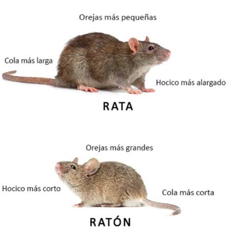 Diferencias Entre Ratas Y Ratones Hisal The Best Porn Website