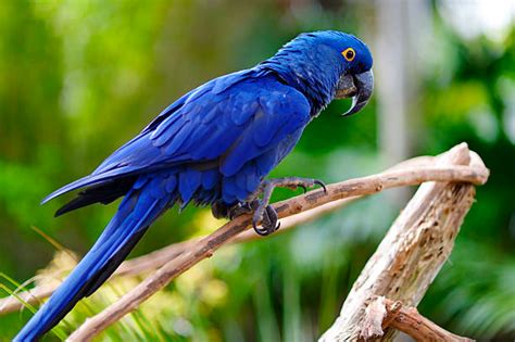 Arara Azul Em Ingles - ARARA-AZUL | Blue Macaw Flora
