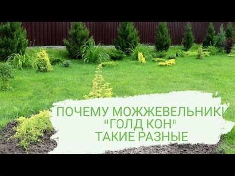 В ОДНОМ САДУ. ОДИНАКОВЫЙ УХОД. И ОНИ ТАКИЕ РАЗНЫЕ...ПОЧЕМУ ...
