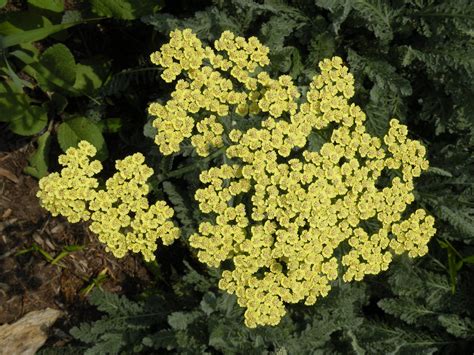 Achillea Anblo Chadwick Arboretum Learning Gardens Jinjian Liang