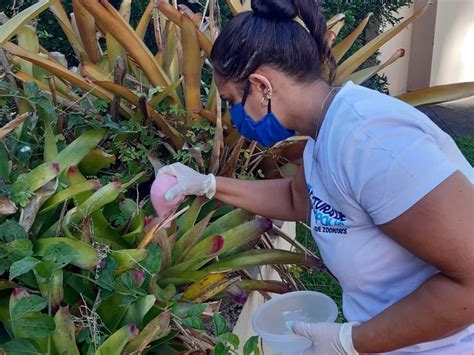 Dengue Cidades De Santa Catarina Est O Em Estado De Epidemia