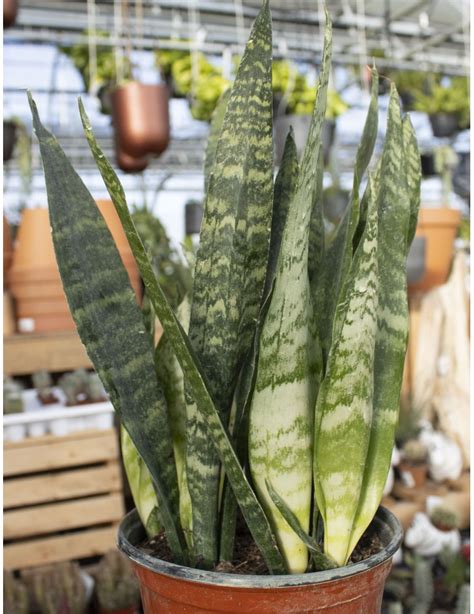 Achetez Sansevieria Trifasciata Black Coral Pouces En Ligne