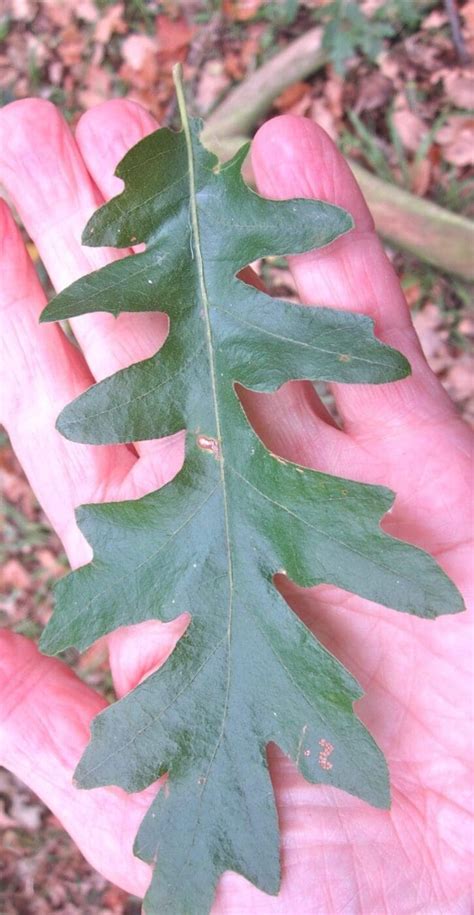 Leaf Lobed - Tree Guide UK - Tree ID by pinnately lobed leaves