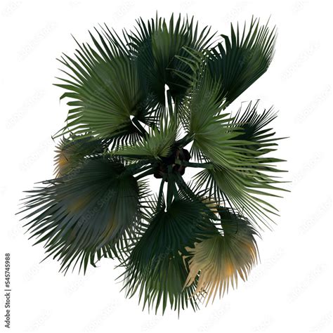 Top View Of Plant Washingtonia Filifera Desert Fan Palm 2 Tree Png