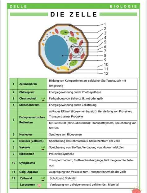 Pin Von Yvonne Hartmann Auf Schule Lernen Tipps Schule Biologie