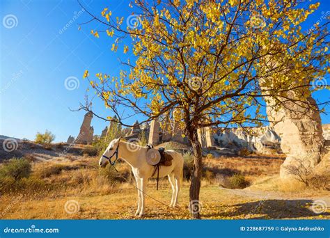 Horse In Cappadocia Stock Image Image Of Fruit Anatolia 228687759