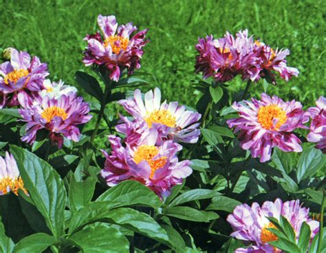 МЕЖСЕКЦИОННЫЕ ПИОНЫ / Пион / Многолетники / Энциклопедия растений ...