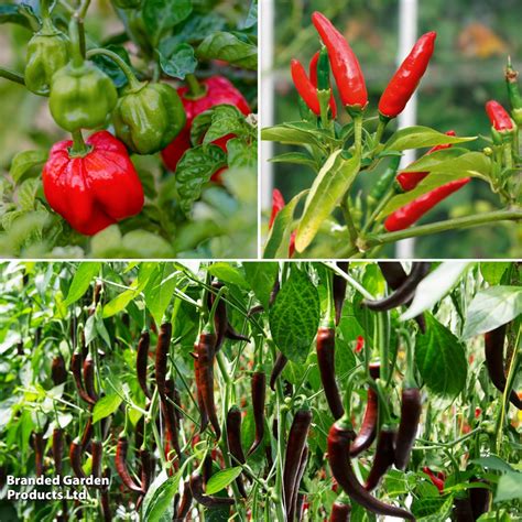 Chilli Pepper Hot Collection Dobies