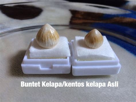 Jual Kentos Kelapa Asli Mustika Di Dalam Kelapa Di Lapak Sukses Mandiri