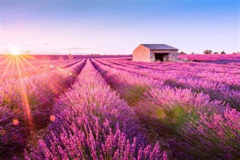 When is Lavender Season in Provence? | France Bucket List