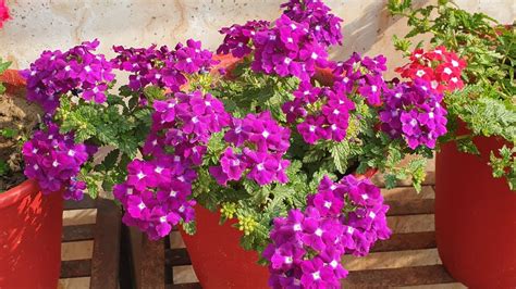 Verbena Care Tips How To Grow And Care Verbena Fun Gardening Youtube