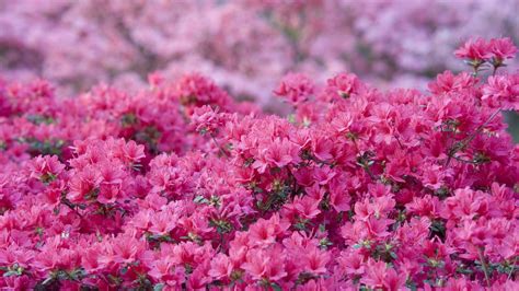 Azalea diseases: expert tips for spotting and solving issues