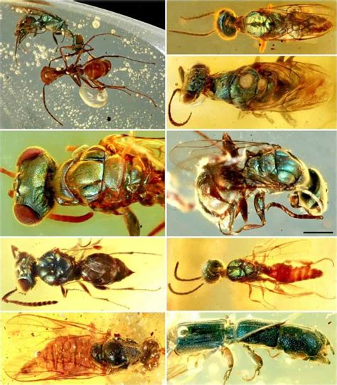 Amber fossils reveal the true colors of 99-million-year-old insects