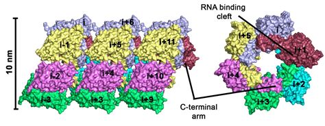 structure   hantavirus protein   promis eurekalert