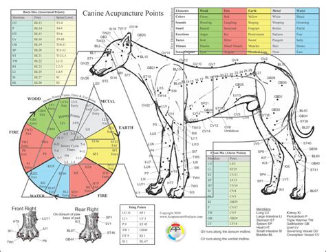 Canine Dog Acupuncture Chart