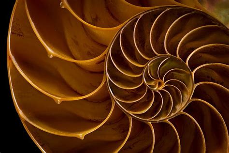 Golden Spiral Geometry In Nature Satisfying Pictures Golden Spiral