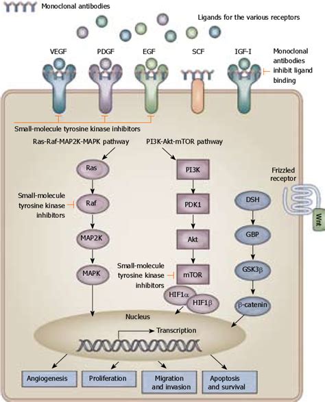 Figure 1 From Signaling Pathway Molecular Targets And New Targeted