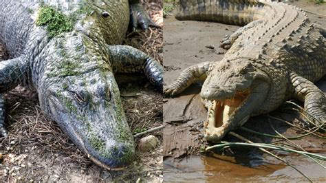 Qué es más grande un cocodrilo o un caimán 3 diferencias para no