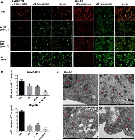 The Impact Of Ku And Phenformin On Mitochondrial Metabolism In