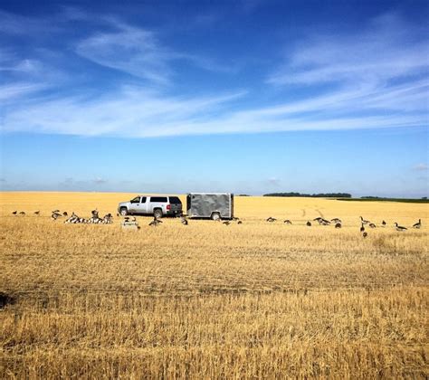 Early Goose Season | Hunting Tips For Resident Canada Geese