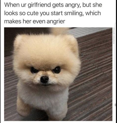 14 Funny Pomeranian Memes That Will Make You Cry Laughing Page 2 Of 3