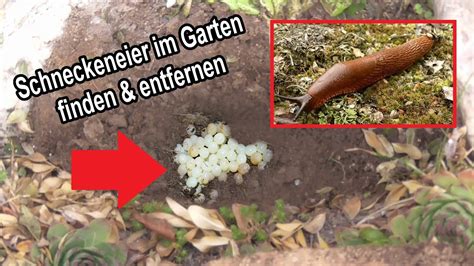 ACHTUNG Wichtig Im HERBST Schneckeneier Im Garten Finden