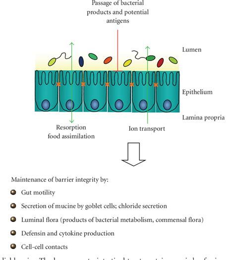 Figure From Microbial Sensing By The Intestinal Epithelium In The