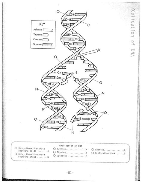 Dna Replication Activity Worksheets