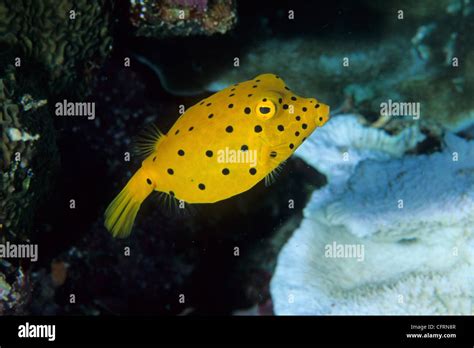 Cube Box High Resolution Stock Photography and Images - Alamy