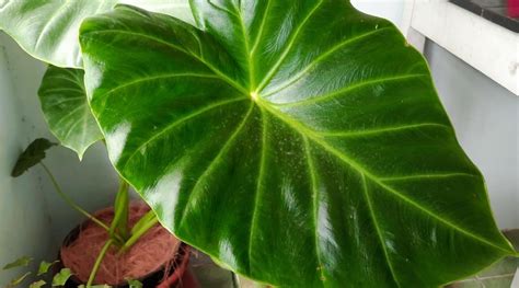 19 Big Leaf Houseplants To Make A Statement Indoors