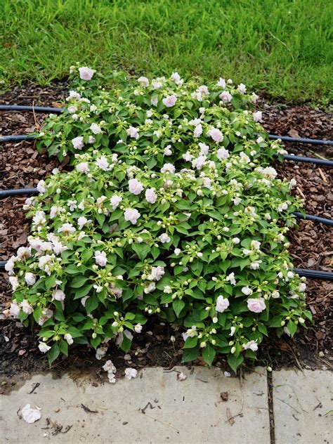 Impatiens Rockapulco Appleblossom Improved Truck Crops Trial Garden