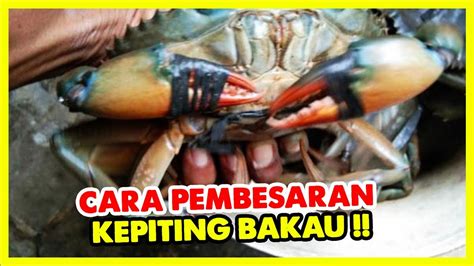 Cara Pembesaran Kepiting Bakau Bagi Pemula Youtube