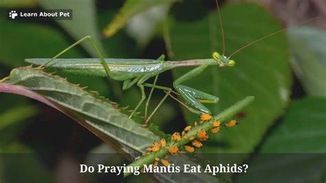 Do Praying Mantis Eat Aphids 7 Interesting Facts 2024