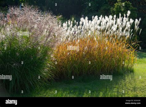 Miscanthus Sinensis Purpurascens Flame Grass Garden Grasses