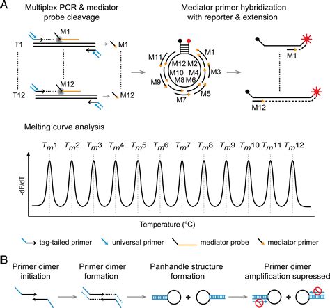 Multiplex Pcr