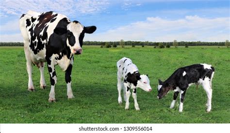 Holstein Cow And Calf