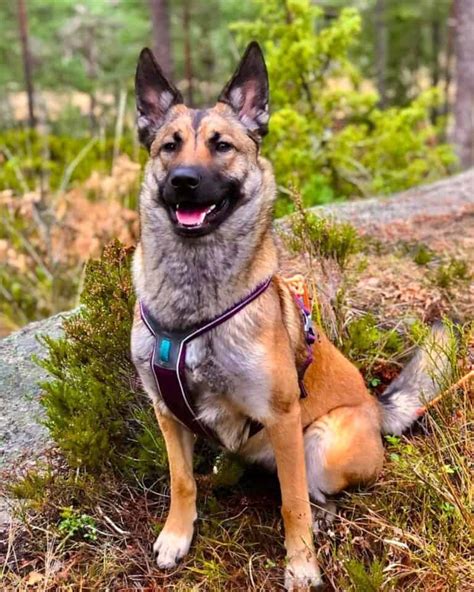 24 Belgian Malinois Mixes To Know With Pictures