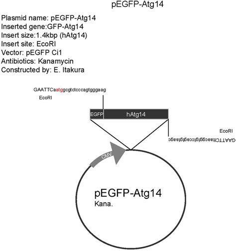 Addgene Pegfp C1 Hatg14